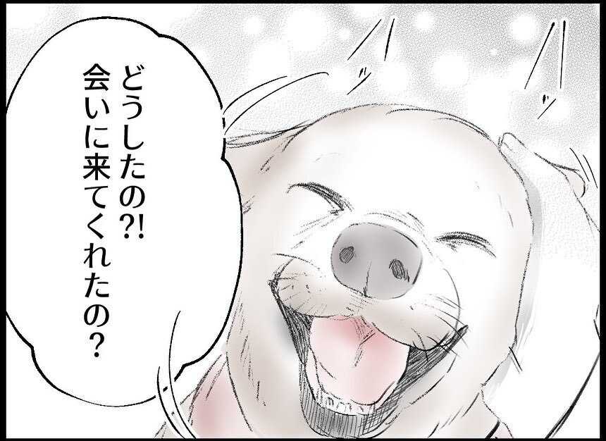 亡くなった飼い犬が会いに来てくれた！ と思ったら予想外の出来事が…!？【僕たちは親になりたい Vol.24】