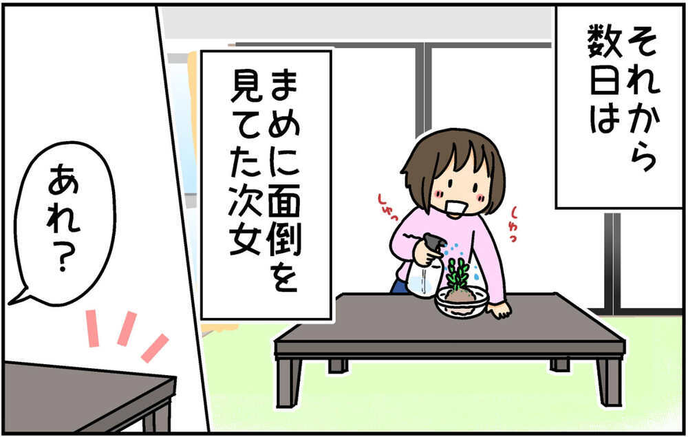 授業で苔玉を作ってきた次女　自宅で育てていたら想定外の姿に…!?【4人の子ども育ててます 第140話】
