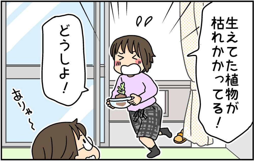 授業で苔玉を作ってきた次女　自宅で育てていたら想定外の姿に…!?【4人の子ども育ててます 第140話】