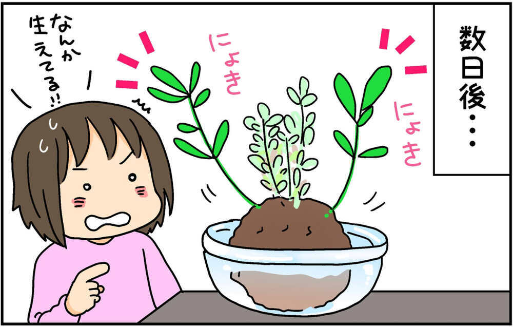 授業で苔玉を作ってきた次女　自宅で育てていたら想定外の姿に…!?【4人の子ども育ててます 第140話】