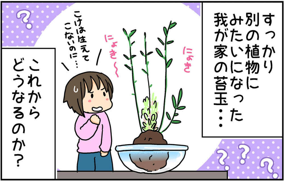 授業で苔玉を作ってきた次女　自宅で育てていたら想定外の姿に…!?【4人の子ども育ててます 第140話】