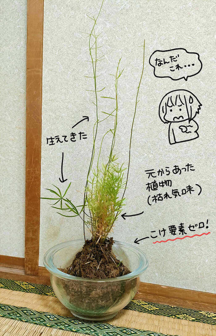 授業で苔玉を作ってきた次女　自宅で育てていたら想定外の姿に…!?【4人の子ども育ててます 第140話】