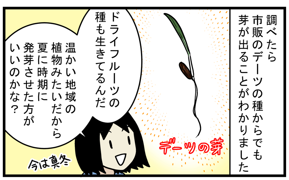 ドライフルーツの「デーツの種」は発芽する？ 調べてみた結果、想像以上の事実が発覚！【こどもと見つけた小さな発見日誌 Vol.70】