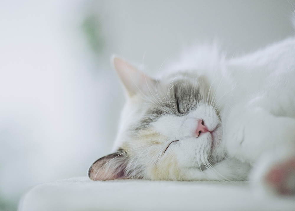 ほんとは猫と暮らしたい…そんな夢が叶うかも！？　リアルなもふもふキャットロボット「KIMIT（キミット）」【編集部の「これ、気になる！」  Vol.26】