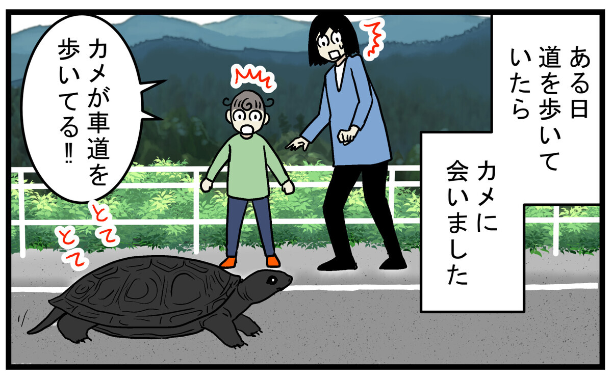 クサガメの名前の由来に驚愕！ 車道を歩く「カメ」を保護して焦った話【こどもと見つけた小さな発見日誌 Vol.74】