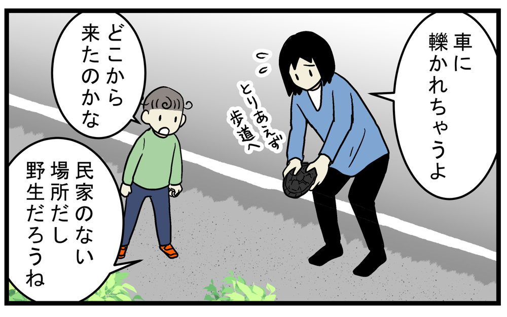 クサガメの名前の由来に驚愕！ 車道を歩く「カメ」を保護して運んだが…!?【こどもと見つけた小さな発見日誌 Vol.74】