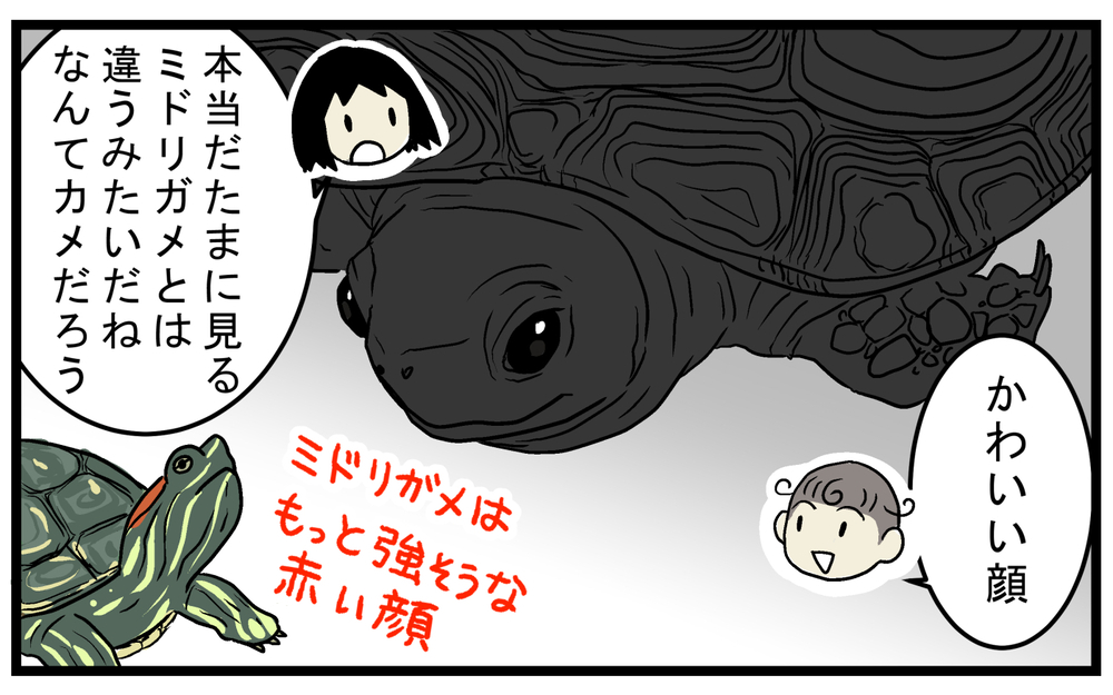 クサガメの名前の由来に驚愕！ 車道を歩く「カメ」を保護して運んだが…!?【こどもと見つけた小さな発見日誌 Vol.74】
