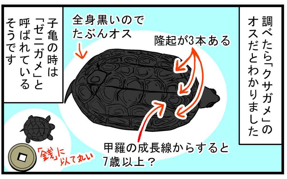 クサガメの名前の由来に驚愕！ 車道を歩く「カメ」を保護して運んだが…!?【こどもと見つけた小さな発見日誌 Vol.74】