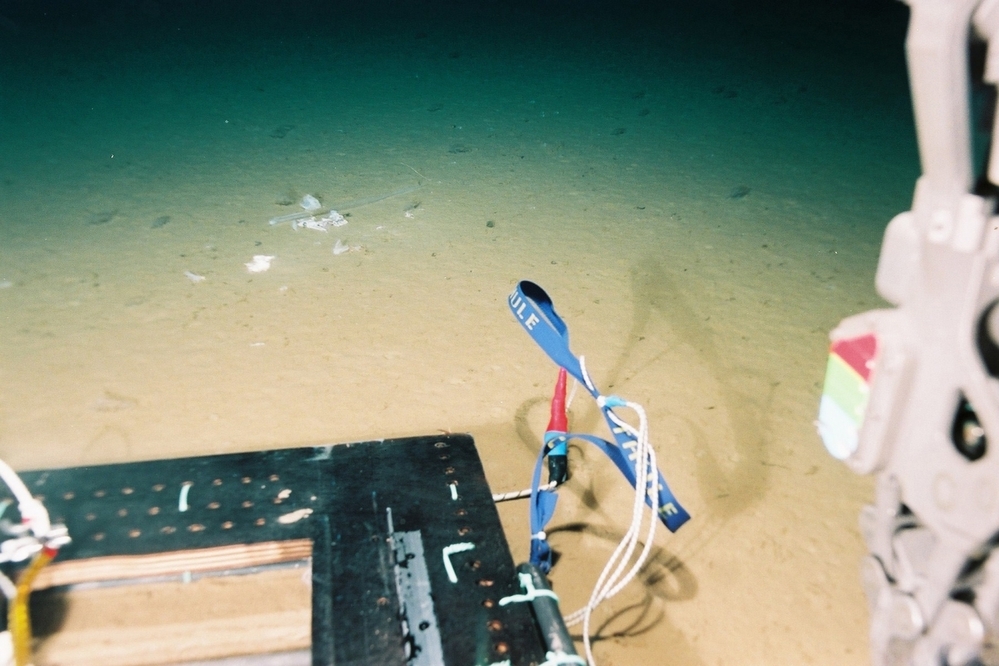 さかなクンが作ったはく製やイラストが勢ぞろい！　さかなクンと一緒に学べる「ギョギョッとサカナ★スター展」が開催！【編集部の「これ、気になる！」  Vol.80】