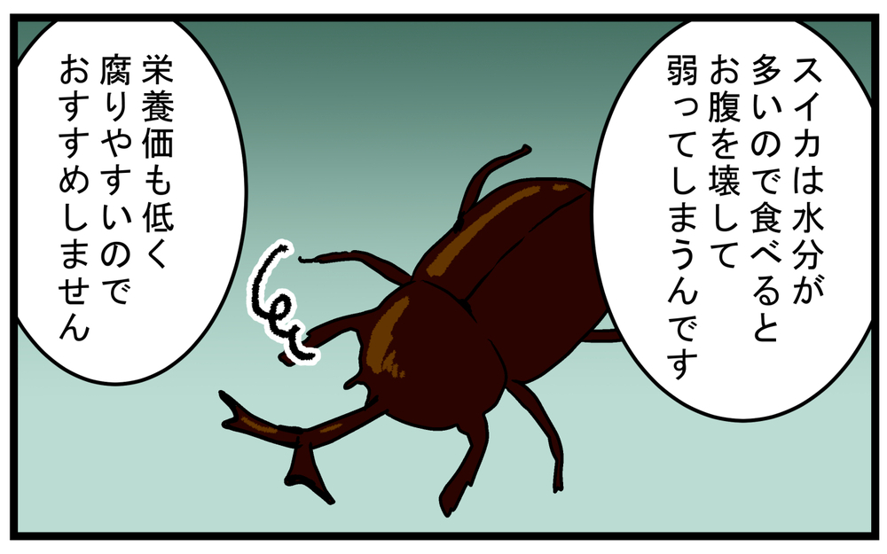 これまでのイメージが覆された！ カブトムシにあげてはいけない意外なものとは!?【こどもと見つけた小さな発見日誌 Vol.76】