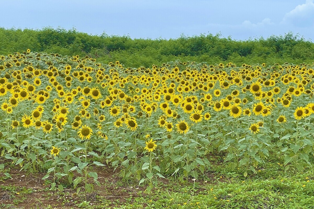 子連れでのんびり島旅へ！　沖縄・宮古島の人気ホテルや観光スポットを紹介