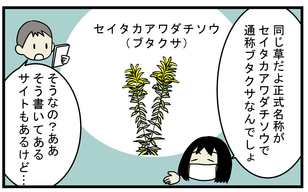 ブタクサとセイタカアワダチソウは同じ植物!?