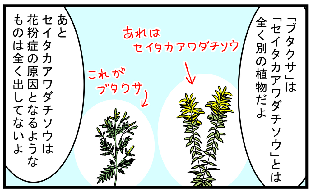 秋の花粉症のアレルゲン！ 長年悩まされ憎んでいた「ブタクサ」に対する勘違い【こどもと見つけた小さな発見日誌 Vol.79】