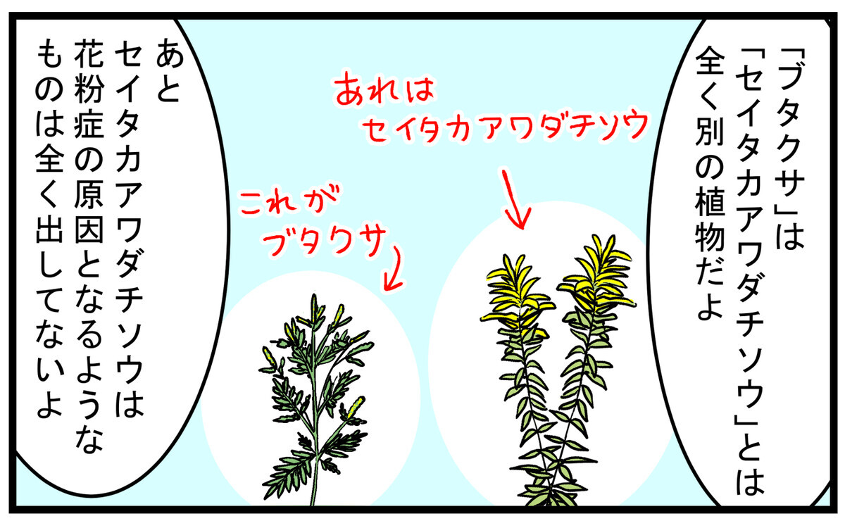 「ブタクサ」と「セイタカアワダチソウ」は別の植物