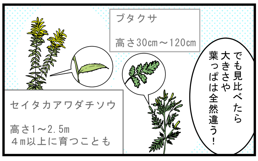 秋の花粉症のアレルゲン！ 長年悩まされ憎んでいた「ブタクサ」に対する勘違い【こどもと見つけた小さな発見日誌 Vol.79】