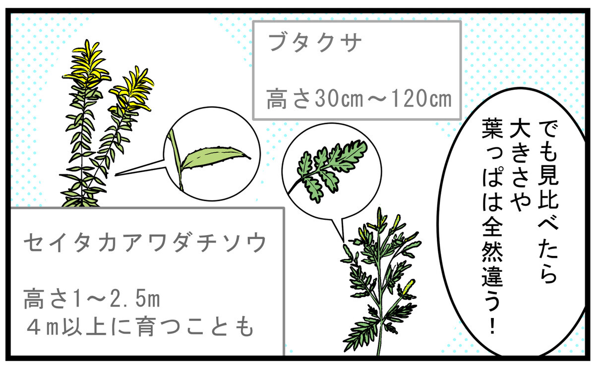 「ブタクサ」は小さく花もあまり目立たない植物