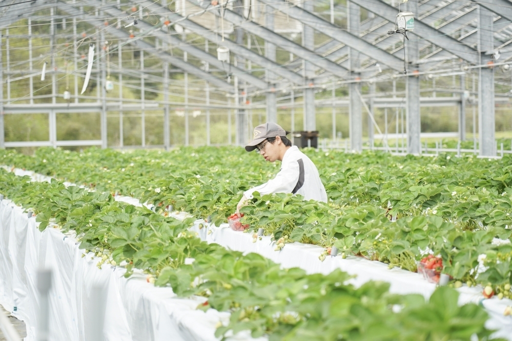 我が家にちょうどいいジャム「アヲハタ ５５」が発売55周年を迎えてさらに進化！ イチゴは“季節に調和する2種類”が登場【編集部の「これ、気になる！」  Vol.190】