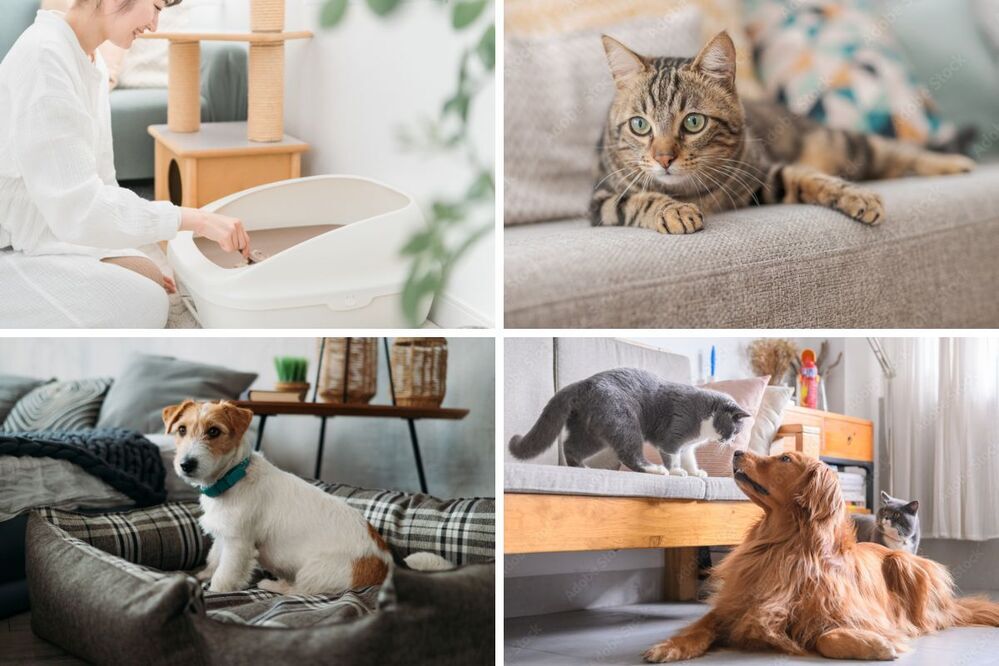 【プレゼント】 ペットとの暮らしをもっと快適に！ 「PetPrimo（ペットプリモ）」のコードレスハンディクリーナー【編集部の「これ、気になる！」  Vol.171】