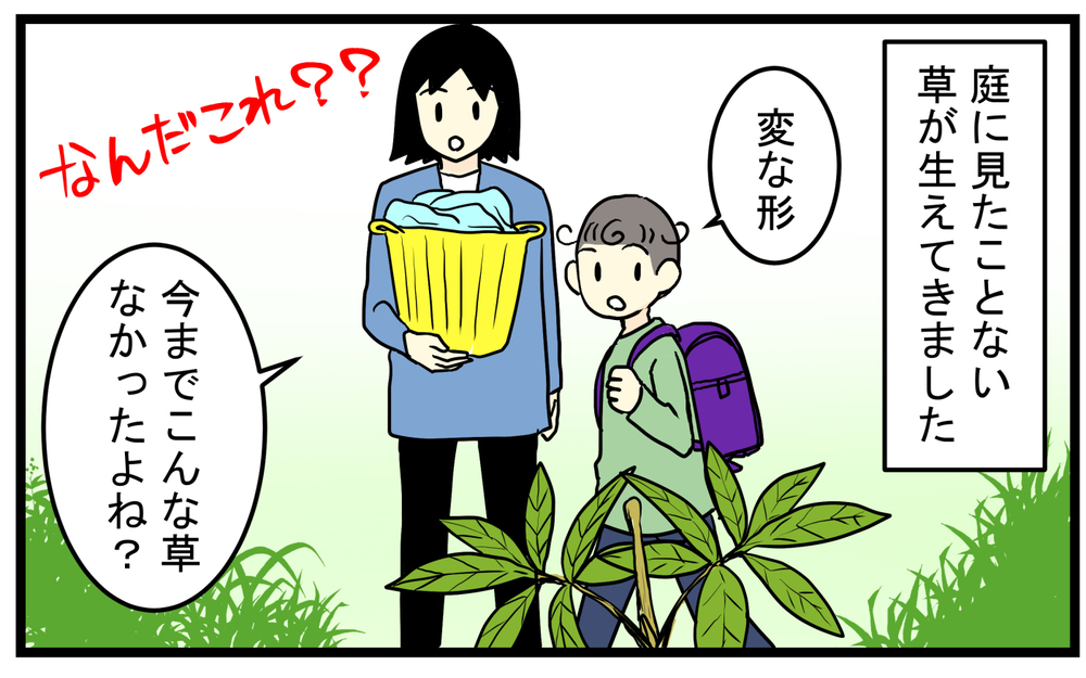 見かけたら要注意！庭に生えてきた「真っ赤な実のなる植物」の正体が怖かった話【こどもと見つけた小さな発見日誌 Vol.85】