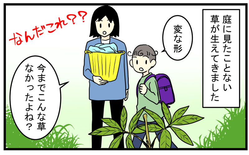 見かけたら要注意！庭に生えてきた「真っ赤な実のなる植物」の正体が怖かった話【こどもと見つけた小さな発見日誌 Vol.85】