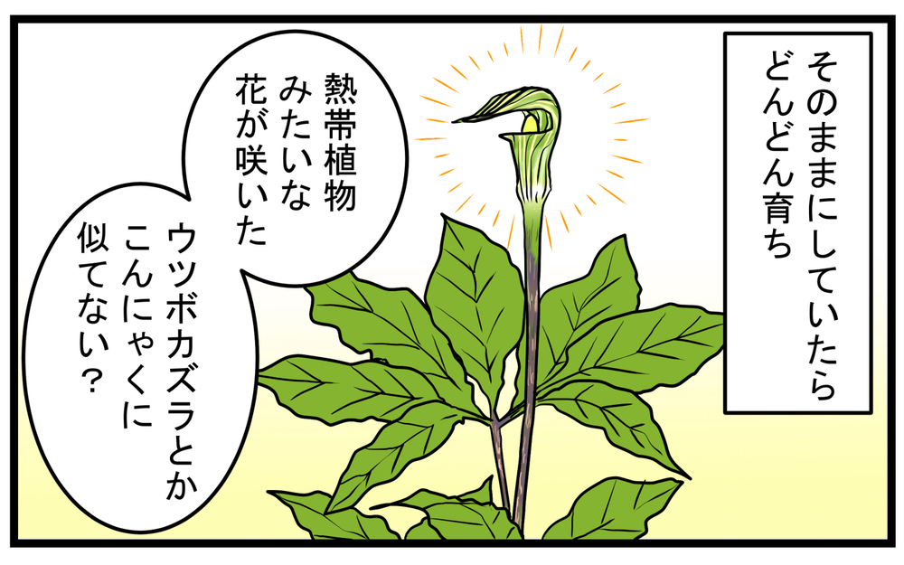見かけたら要注意！庭に生えてきた「真っ赤な実のなる植物」の正体が怖かった話【こどもと見つけた小さな発見日誌 Vol.85】