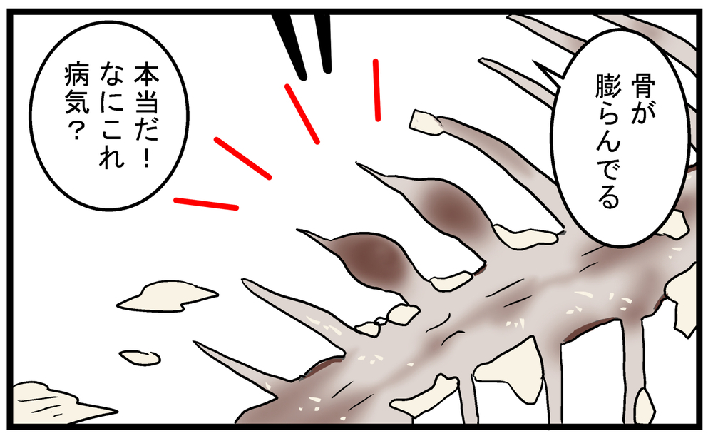 真鯛の骨にコブ!? 気になって調べてみたら意外な事実が！【こどもと見つけた小さな発見日誌 Vol.86】