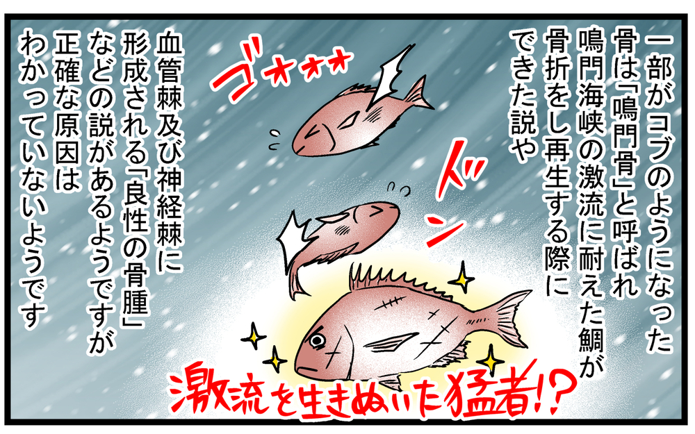 真鯛の骨にコブ!? 気になって調べてみたら意外な事実が！【こどもと見つけた小さな発見日誌 Vol.86】