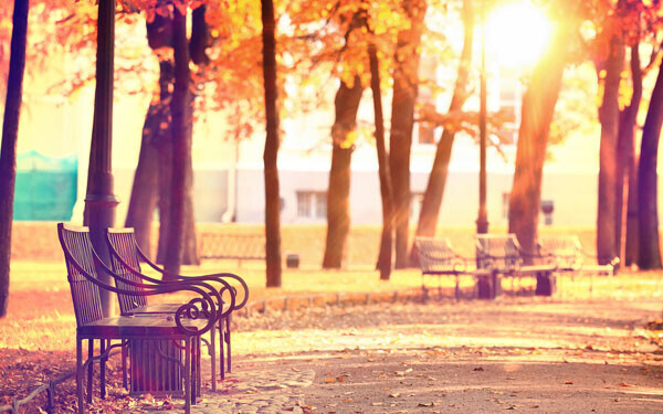 紅葉の季節。公園のベンチ