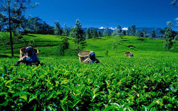 そのストレス、スペシャルな「紅茶」で癒しませんか？　Teaセミナー第1回、参加者募集中