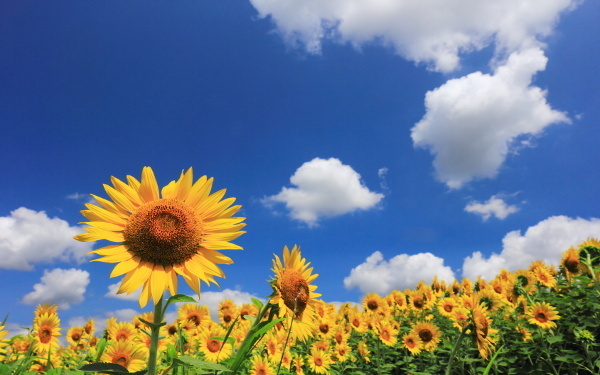 8月8日～8月14日の週間運勢ランキング！　1位の星座は…？