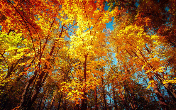 11月7日～11月13日の週間運勢ランキング！　1位の星座は…？