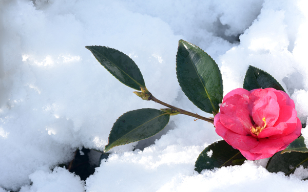 寒中見舞いのマナー　出す時期や喪中の方への書き方・文例をチェック