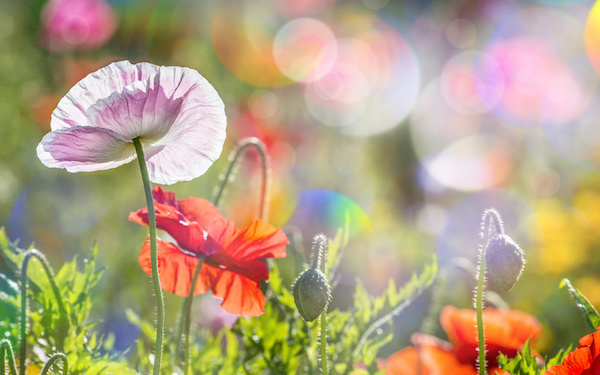 2月27日～3月5日の週間運勢占いランキング！　1位の星座は…？