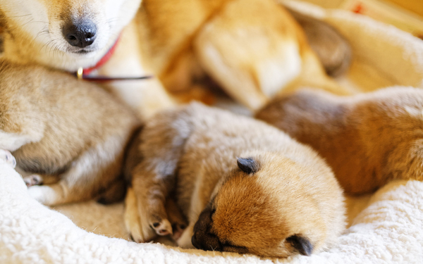 戌の日に安産祈願の参拝は不要!? 妊婦が本当にすべきこととは