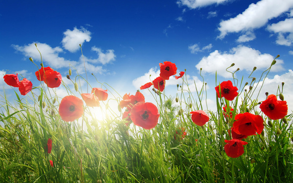 3月20日～3月26日の週間運勢占いランキング！　1位の星座は…？