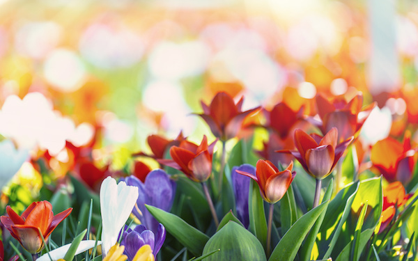 4月3日～4月9日の週間運勢占いランキング！　1位の星座は…？