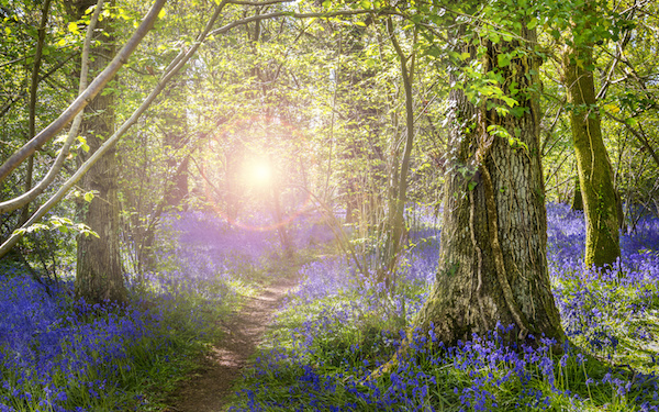 5月8日～5月14日の週間運勢占いランキング！　1位の星座は…？