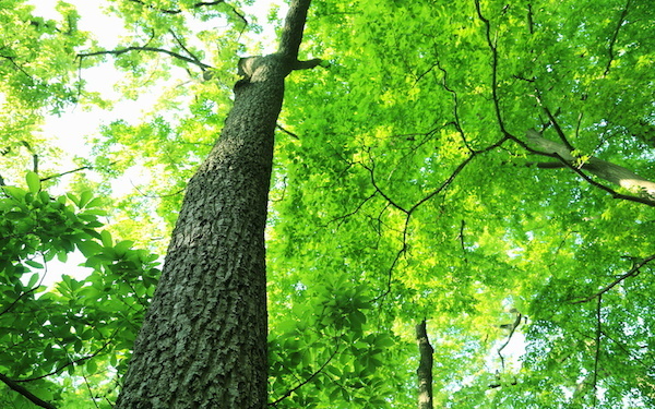 6月5日～6月11日の週間運勢占いランキング！　1位の星座は…？