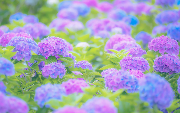 6月19日～6月25日の週間運勢占いランキング！　1位の星座は…？