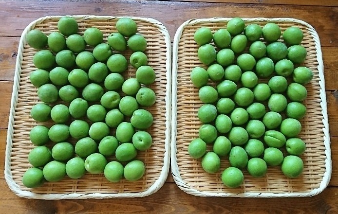 今年こそ「梅しごと」にトライ！　梅酒、梅シロップ、梅干しをおいしく作るには？【人気ブロガーのレシピ付き】