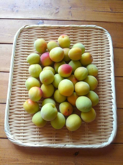 今年こそ「梅しごと」にトライ！　梅酒、梅シロップ、梅干しをおいしく作るには？【人気ブロガーのレシピ付き】