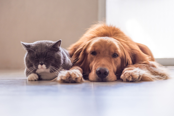 愛犬を見守ることで、保護犬支援プロジェクトに貢献できる「Furbo」の取り組みとは？