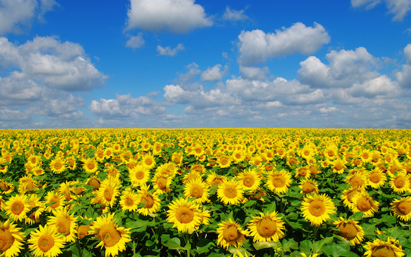 8月7日～8月13日の週間運勢占いランキング！　1位の星座は…？