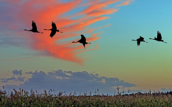 10月30日～11月5日の週間運勢占いランキング！　1位の星座は…？