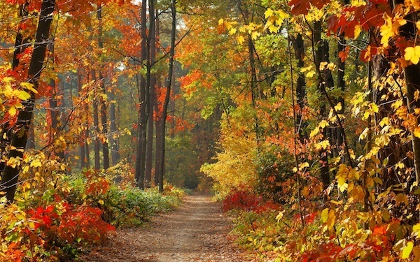 11月13日～11月19日の週間運勢占いランキング！　1位の星座は…？