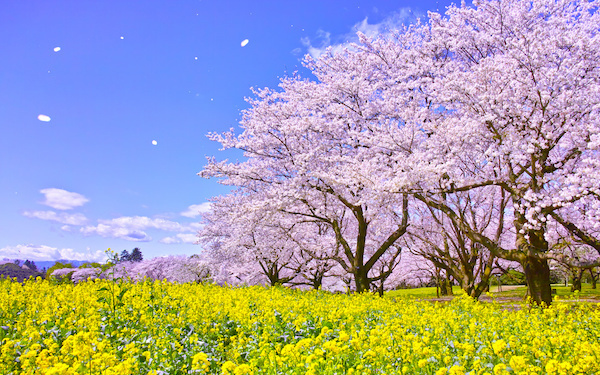 3月26日～4月1日の週間運勢占いランキング！　1位の星座は…？