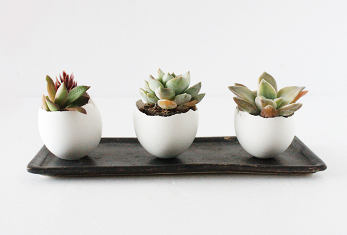 子どもと一緒に工作！ 卵の殻で作る多肉アレンジメント