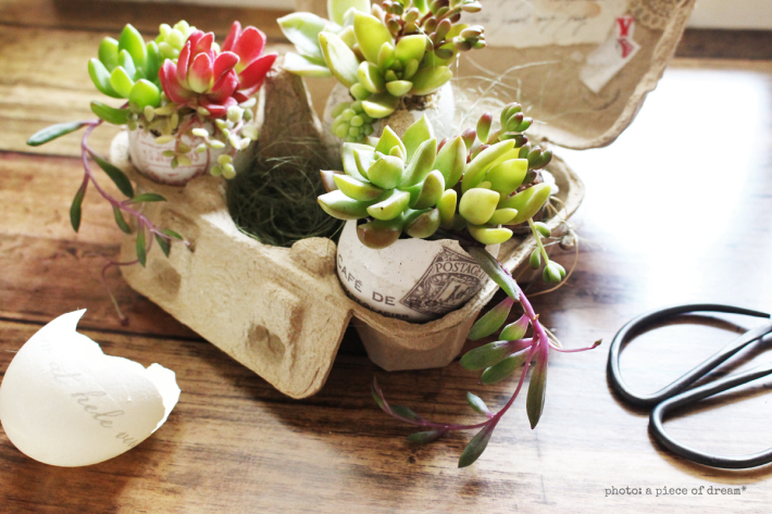 子どもと一緒に工作！ 卵の殻で作る多肉アレンジメント