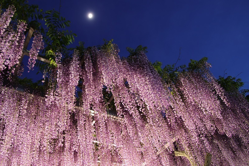 「ＧＷはどこへ行く？」 人気ブロガー絶賛の「行ってよかった！」おでかけスポット