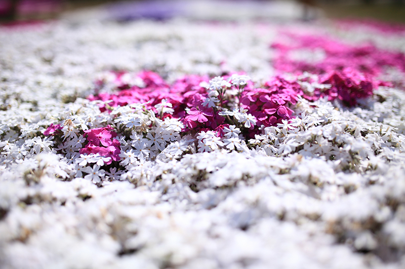 「ＧＷはどこへ行く？」 人気ブロガー絶賛の「行ってよかった！」おでかけスポット